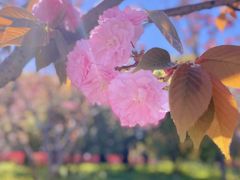 -高东镇樱花园