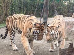 -上海野生动物园老虎餐厅