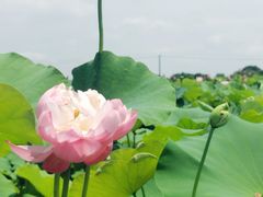 -嘉北郊野公园
