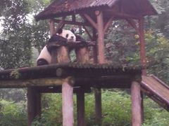 android_upload_pic-碧峰峡风景区