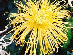 -上海市龙华烈士陵园