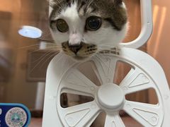 -动物缘宠物医院·骨科·猫科(西二环店)