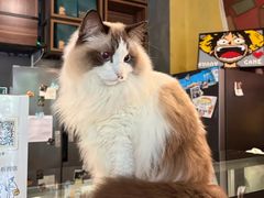 -咖法森林·咖啡  酒吧(天河店)