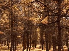 -塞罕坝国家级自然保护区