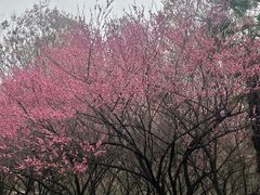 -木塔寺遗址生态公园