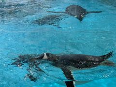 -帝企鹅自助餐厅•儿童岛•真企鹅(长隆企鹅酒店)