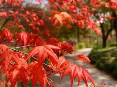 -上海共青森林公园