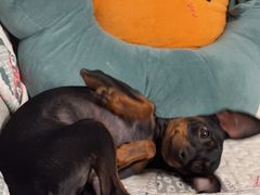 -樱桃家的宠物店(君安花园店)