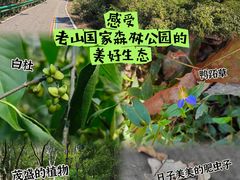 -老山国家森林公园