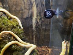 -酷以爬仙阁实体爬宠店·守宫·蜥蜴·专业繁育