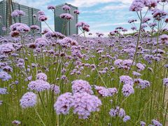 -杭州城北体育公园