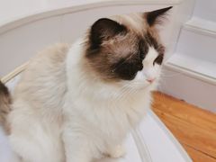 -COLOR PETS 撸猫馆·购猫·猫咖(长风大悦城店)
