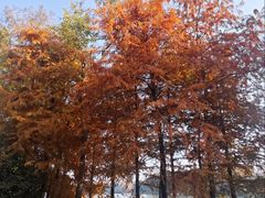 -上海海湾国家森林公园