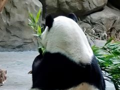 -灵玲国际马戏城