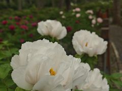 -仁和公园(顺义区)
