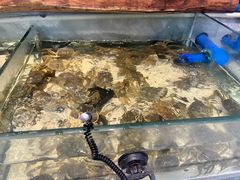 -川骄海鲜自助(河东店)