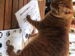 -喵屿·大理花园猫咖