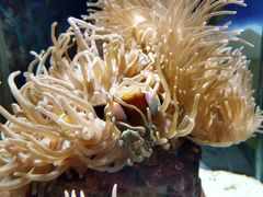 -太平洋海底世界