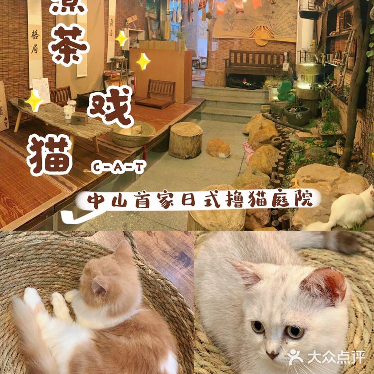 中山探店·庭院式撸猫馆❗️不限时‼️煮茶戏猫