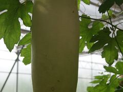 景点-观光南瓜园