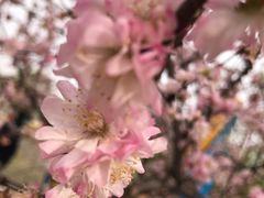 -群力丁香公园
