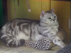 -猫咪博物馆(顶澳仔猫街店)