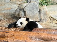 -海南热带野生动植物园