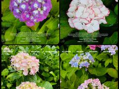 -上海滨江森林公园