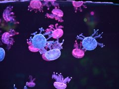 -石家庄极地海洋世界