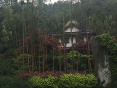 -十八棵（老龙井）御茶园(老龙井店)