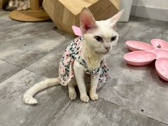-楼上猫咖(罗湖店)
