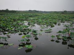 -荷塘月色湿地公园·向阳花洲