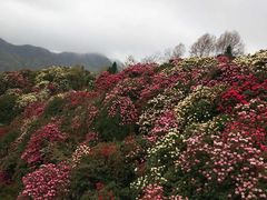 -贵州百里杜鹃风景名胜区