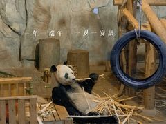 -深圳野生动物园