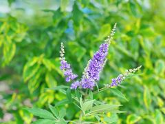 -苏州太湖西山岛开心农场