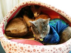 -猫咖时代(中山亭店)