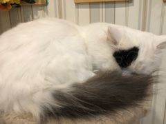 -猫小院猫主题咖啡厅(北锣店)