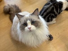 -有喵·猫咖·狗咖·40+猫狗有小奶狗(岗厦店)