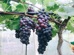 -雅鲁激流探险漂流