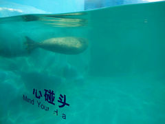 android_upload_pic-秦皇岛乐岛海洋王国