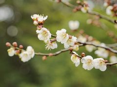 -光福景区