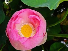 -四川大学(华西校区)