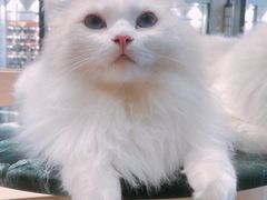 -瞄一喵猫咖(格力海岸店)