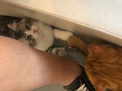 -飞行喵MR PILOT|猫舍·猫咖(静安大融城店)