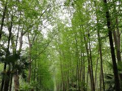 -合肥滨湖国家森林公园