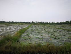 -水八仙生态园
