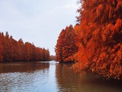 -上海海湾国家森林公园