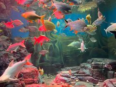 -上海海洋水族馆