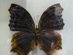 -上海昆虫博物馆