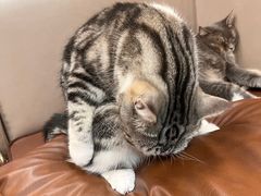 -MOCHA明星猫咖(田子坊店)